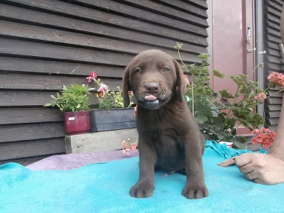 labradorský retriever