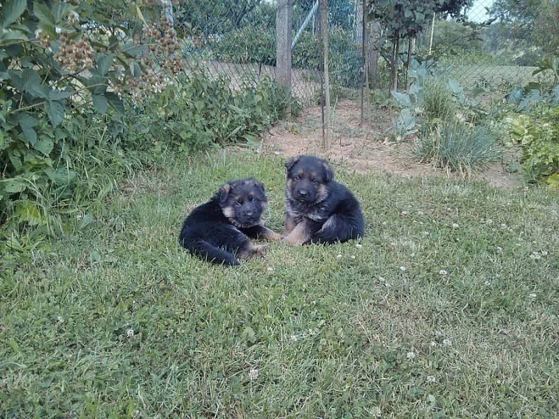 Štěňátka Německého ovčáka s PP