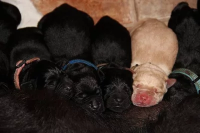 Labrador retriever - štěňátka