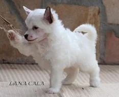 Čínský chocholatý pes - luxusní štěňátka s pp