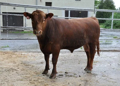 ABERDEEN ANGUS RED