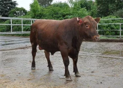ABERDEEN ANGUS RED