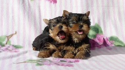 Jorkšírský terier – fenka s PP