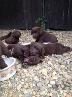 Labradorský retriever s PP