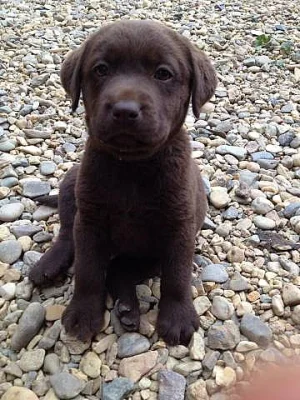 Labradorský retriever s PP