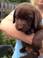 Labradorský retriever s PP