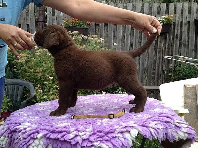 Labradorský retriever s PP
