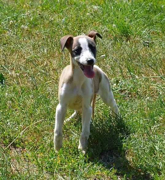 whippet