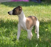 whippet