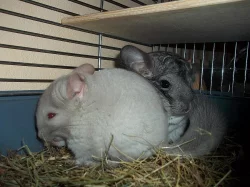 Daruji dvě činčilky