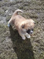 Akita-Inu