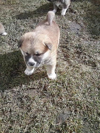 Akita-Inu