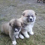 Akita-Inu