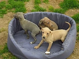 Italský chrtík - štěňata s pp