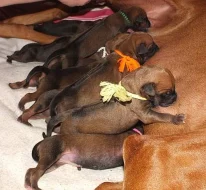 CHS Rhodéských Ridgebacků zadá štěňata