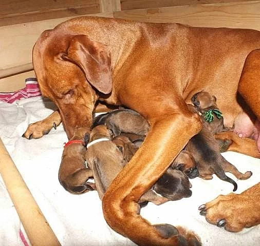 CHS Rhodéských Ridgebacků zadá štěňata