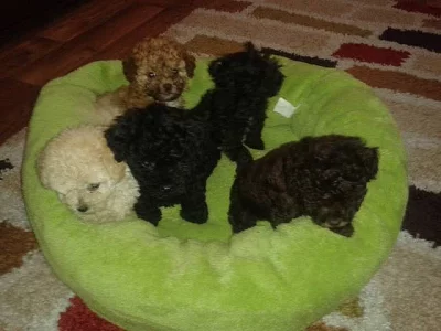 Boloňský psík barevný/Ruská barevná bolonka s PP