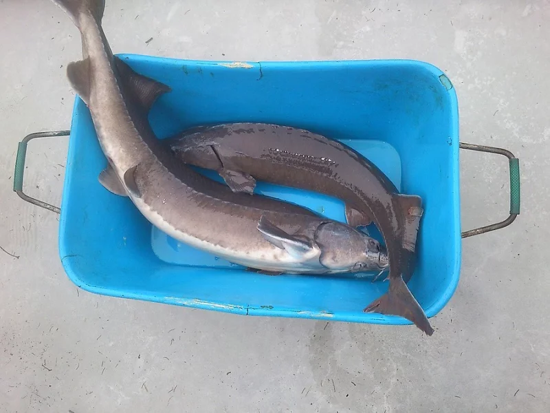 Prodej jeseterů 2 - 40kg