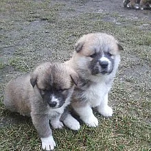 Akita-Inu