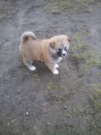 Akita-Inu