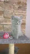 Prodám krásná modrá britská koťátka