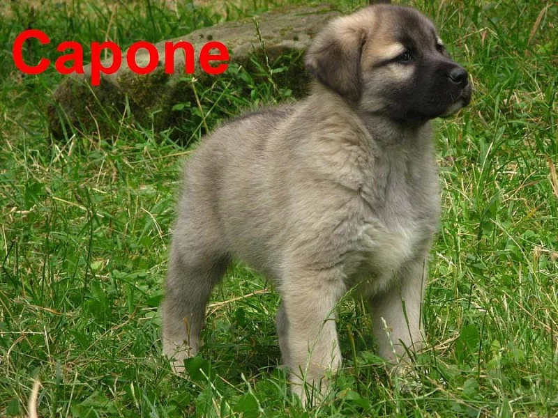 Kangal