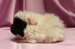 Morčátka - peruánci a alpaky
