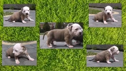 American Bully