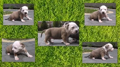 American Bully
