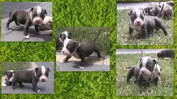 American Bully