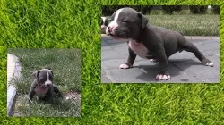 American Bully