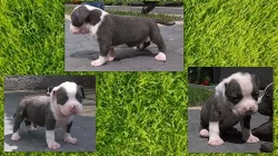 American Bully