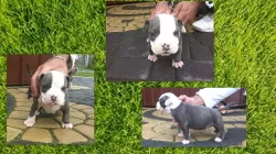 American Bully