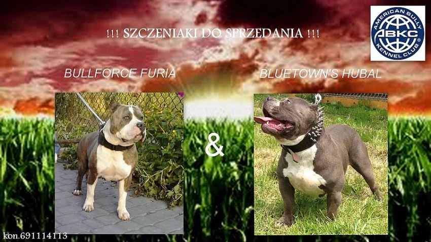 American Bully