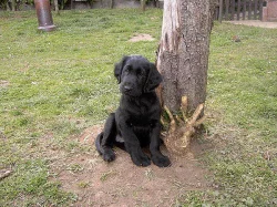 Flat Coated Retriever