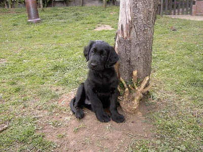 Flat Coated Retriever