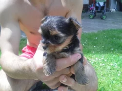 Yorkshire Terrier