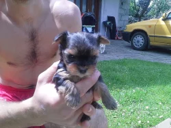 Yorkshire Terrier