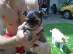 Yorkshire Terrier