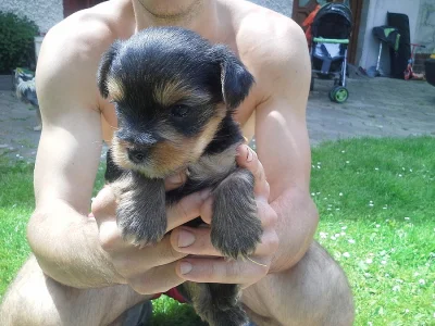 Yorkshire Terrier