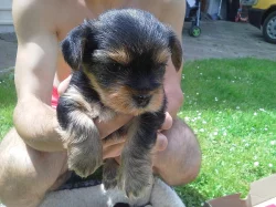 Yorkshire Terrier