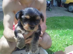 Yorkshire Terrier