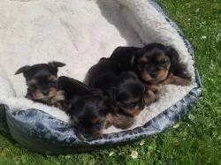 Yorkshire Terrier
