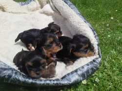 Yorkshire Terrier