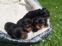 Yorkshire Terrier
