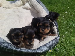 Yorkshire Terrier