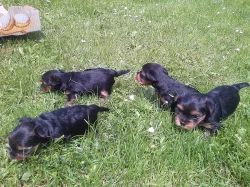 Yorkshire Terrier