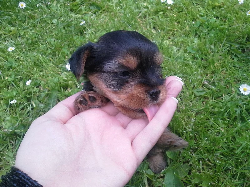 Yorkshire Terrier