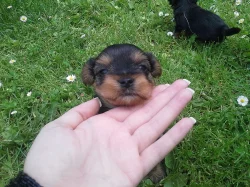 Yorkshire Terrier