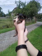 Yorkshire Terrier
